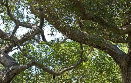 blog-sticky-image-prince-tree-surgery-10