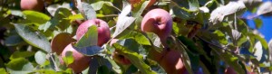 What is tree grafting? Prince Tree Surgery tree surgeons in Brentwood